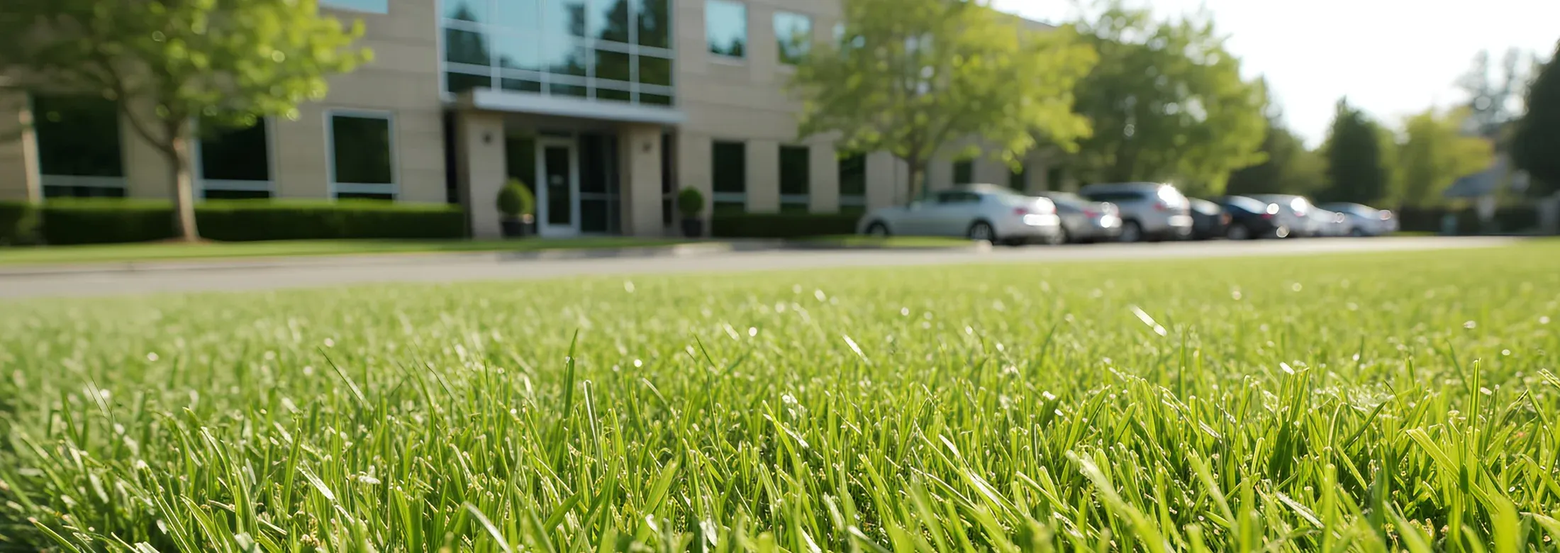 close up image of grass in front of a commercial building