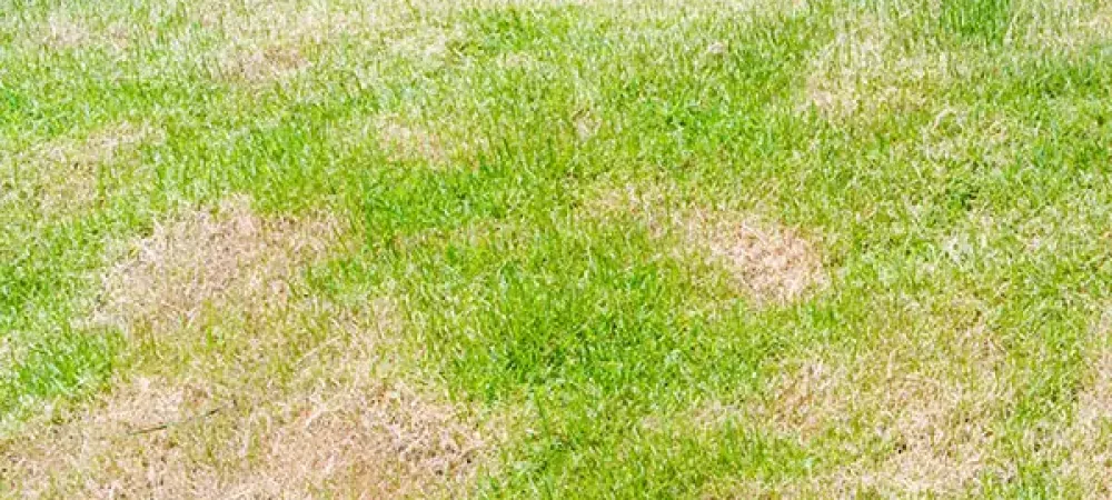 lawn disease