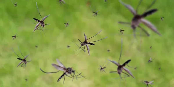 Mosquitoes that will take over your yard without proper defense