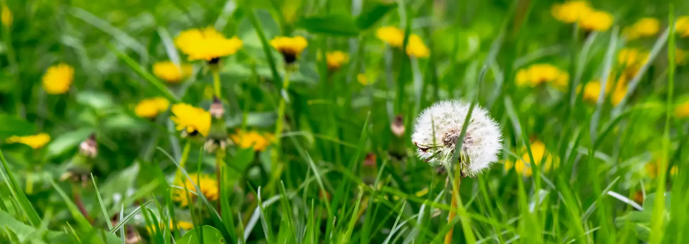 weed control