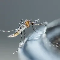 mosquito