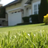 grass closeup image 