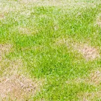 lawn disease