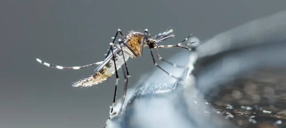 mosquito