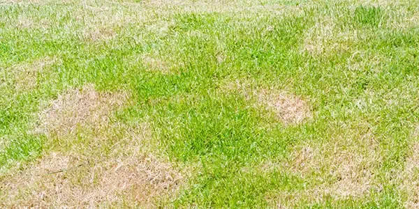 lawn disease
