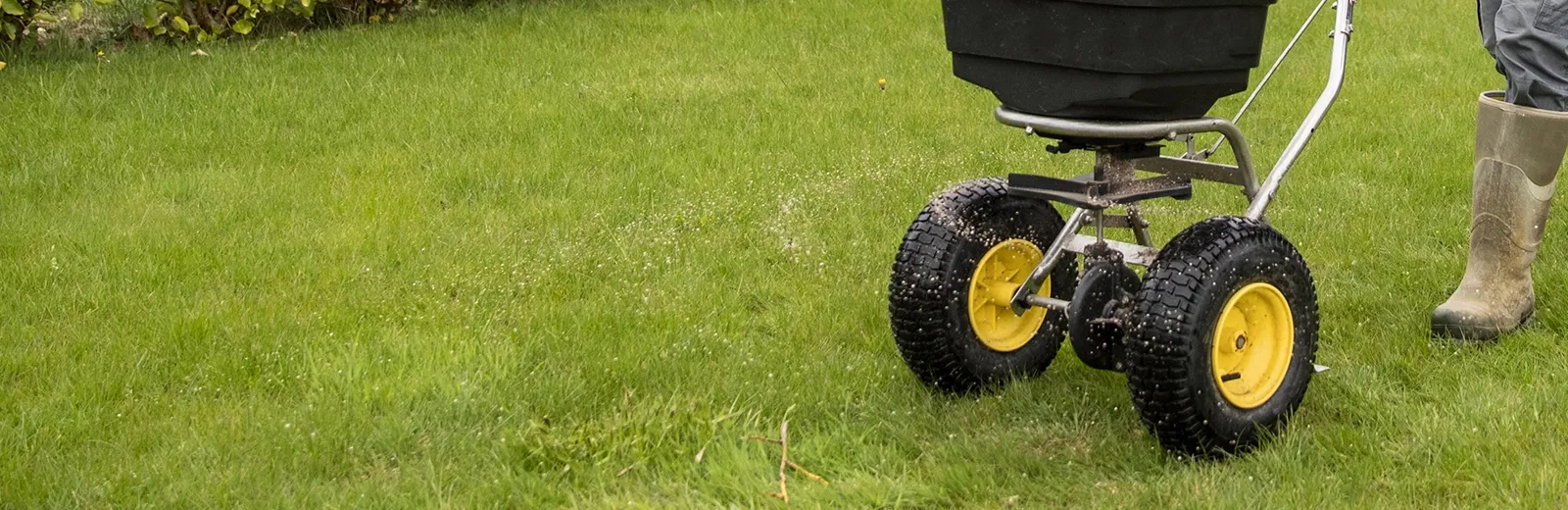 lawn seed